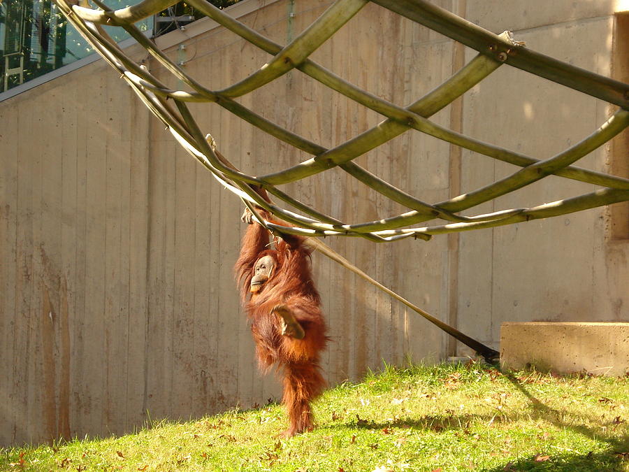 dancing orangutan