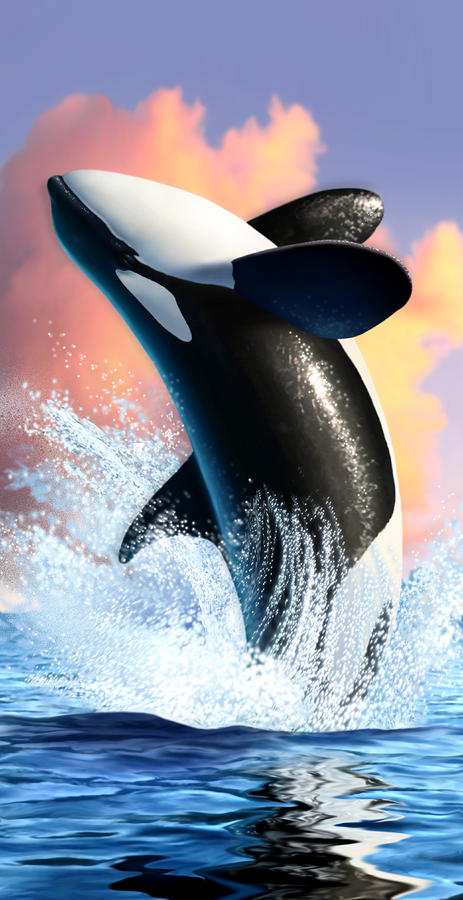orca splash
