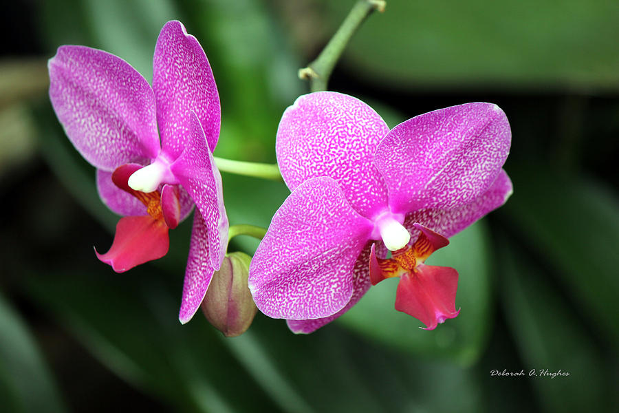  - orchid-purple-deborah-hughes