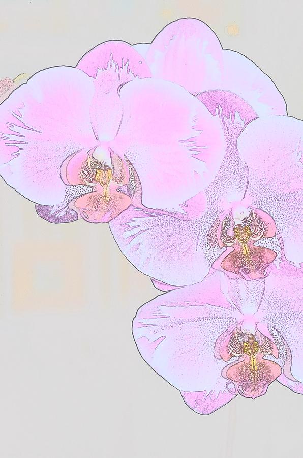  - orchid-storm-leysilie-williams