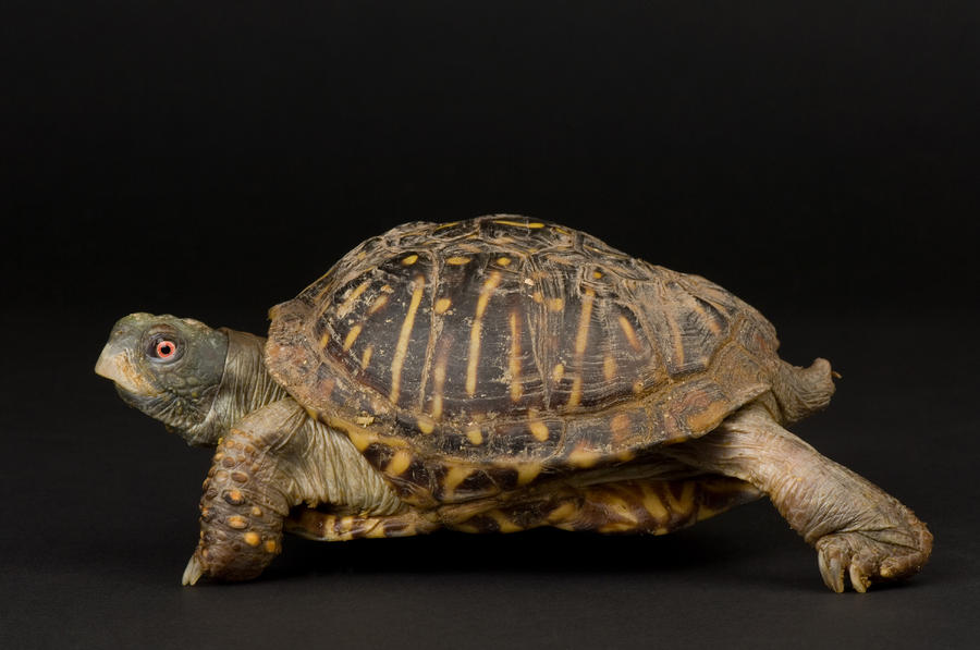 Ornate Box Turtles Terrapene Ornata By Joel Sartore