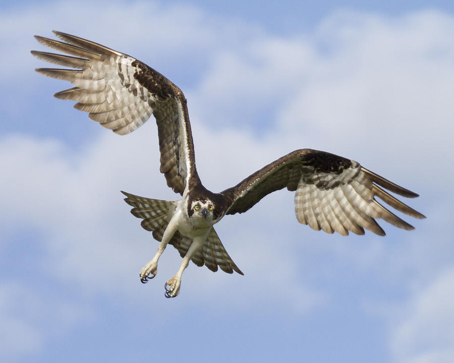 osprey-in-flight-one-bill-swindaman.jpg