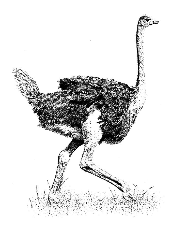 Ostrich by Scott Woyak