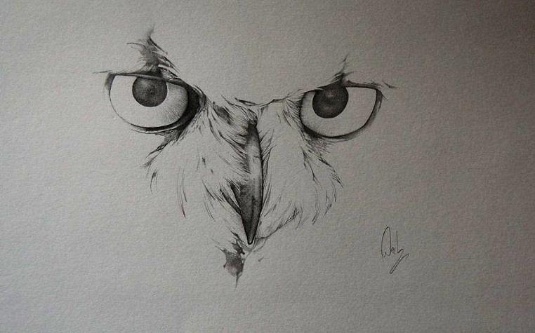 Owl Face Sketch Drawing by Ivan Patino