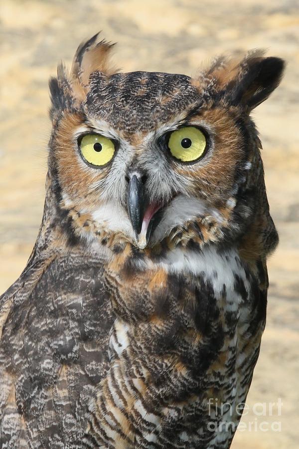  - owl-lori-bristow