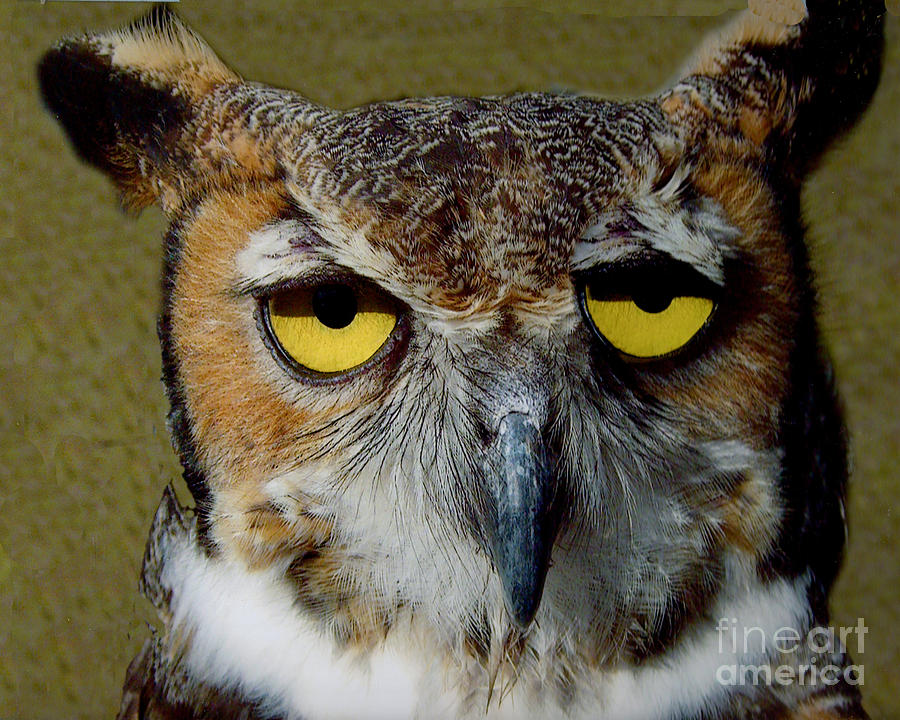 owl-scowl-merton-allen.jpg