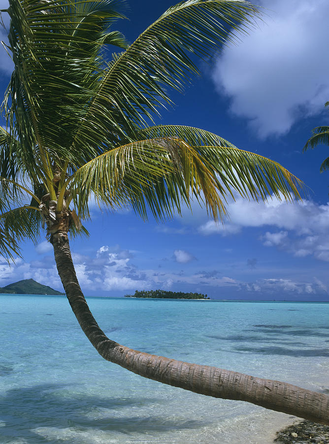 Palm Tree Leaning Over Sea Photograph By Axiom Photographic