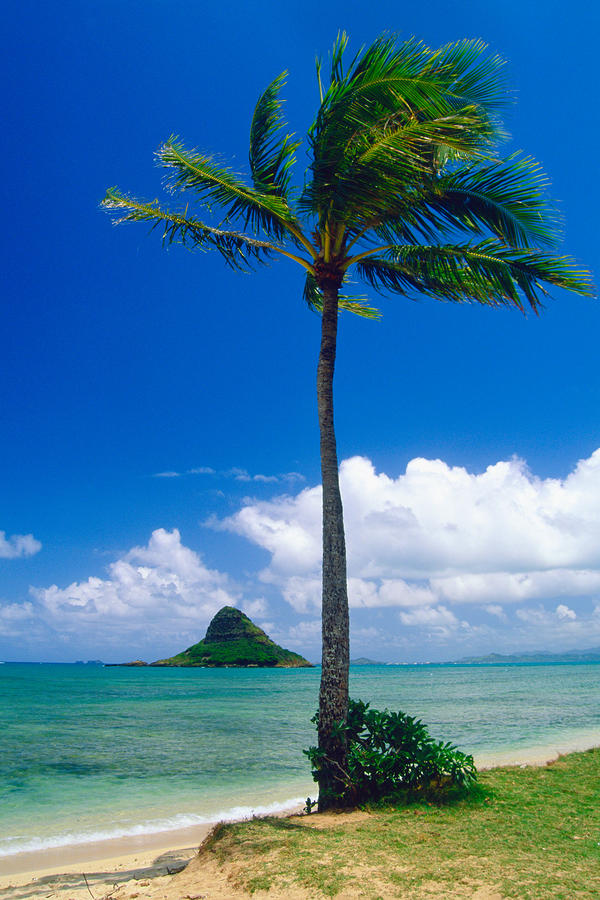 hawaii palm