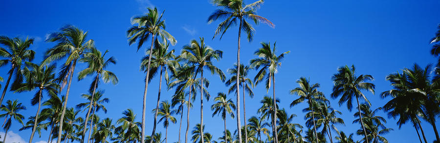 Palm Tree Panoramic