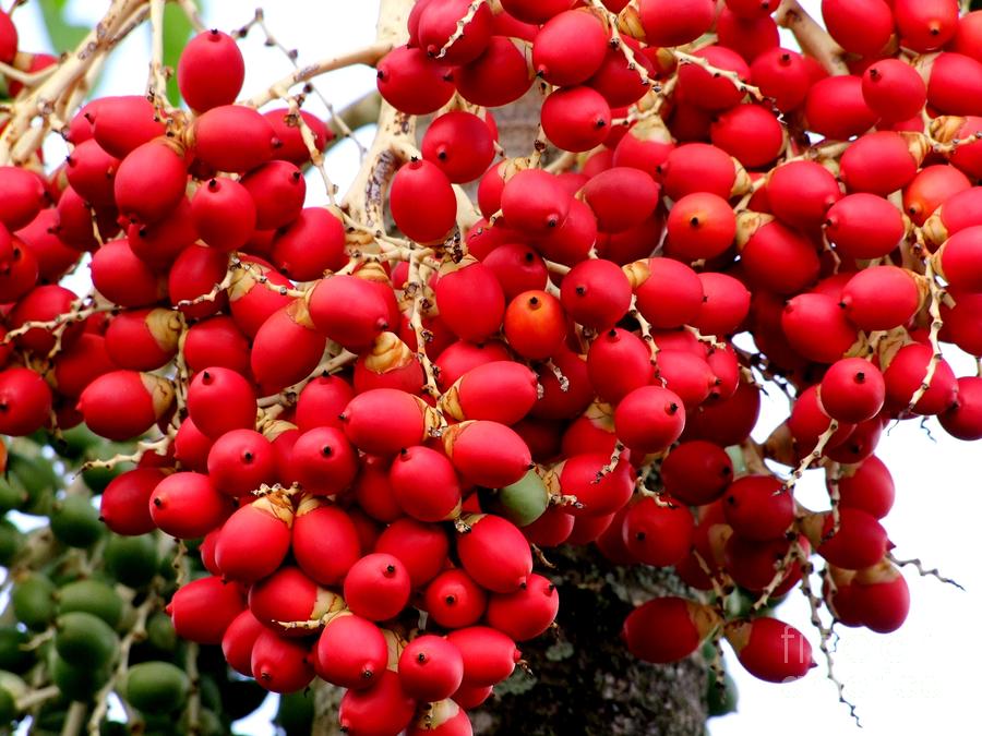 palm tree seeds by mary deal palm tree seeds by mary deal