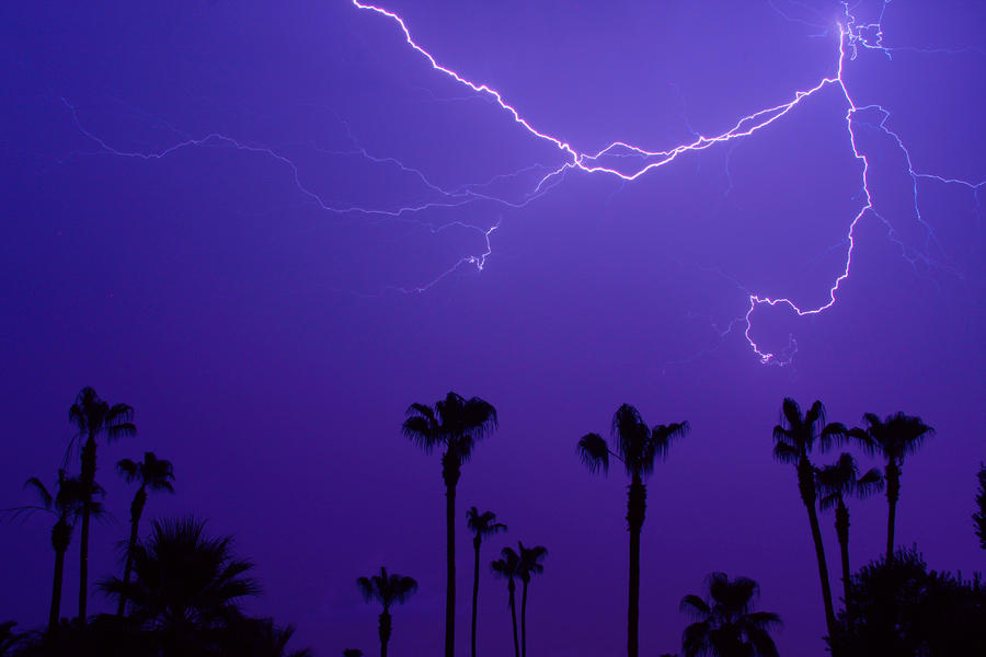 trees and lightning