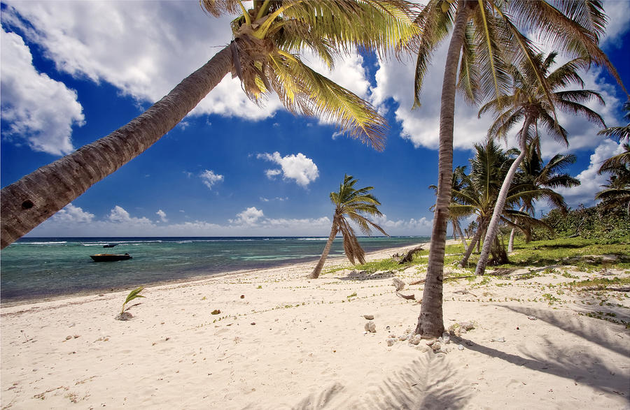 Palm Trees At Breaker Point Grand Cayman Island by George Oze