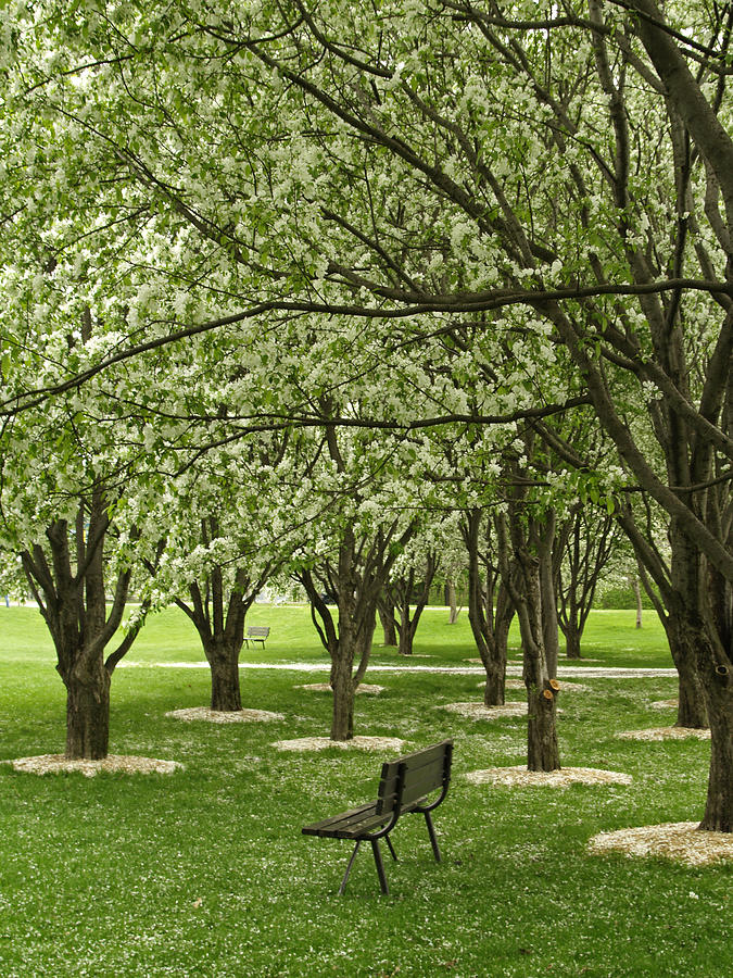 White Crabapple Tree