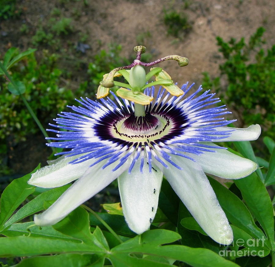  - passion-flower-anthony-stephens