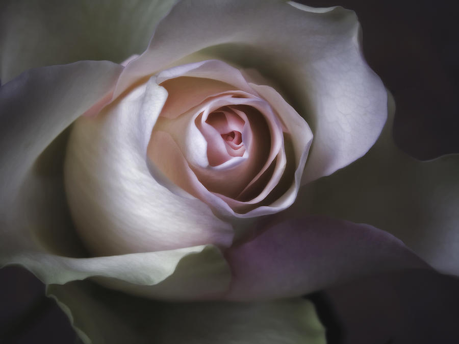  - pastel-flower-rose-closeup-image-artecco-fine-art