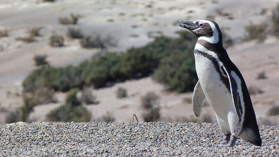 Penguin Photographs