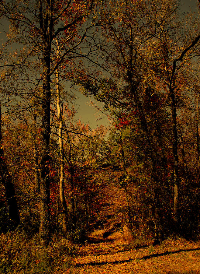 path into woods