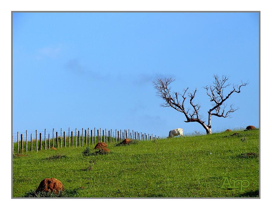  - peace-in-green-and-blue-mario-paiva