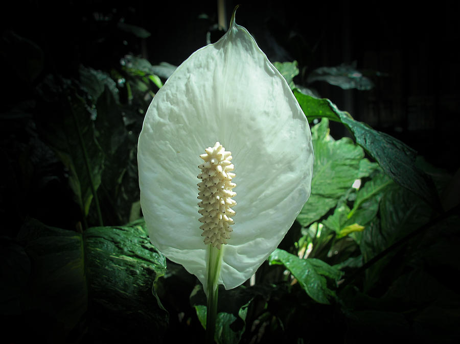 Peace Lily Pictures
