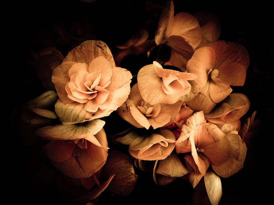 http://images.fineartamerica.com/images-medium-large/peach-begonia-in-shadows-vintage-photography-chantal-photopix.jpg