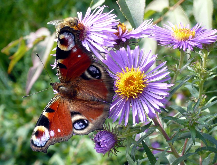  - peacock-with-bee-helmut-rottler