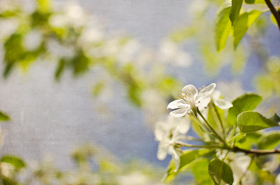  - pear-blossom-marija-stojkovic