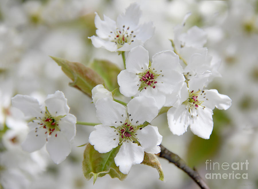 Tree White Blossoms