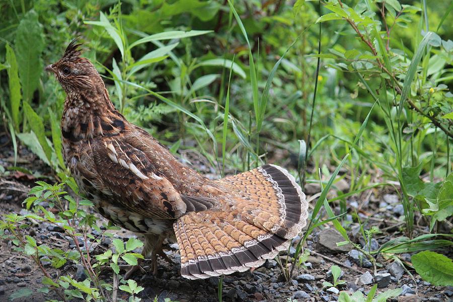 Pennsylvania State Bird by Janara Hoppock