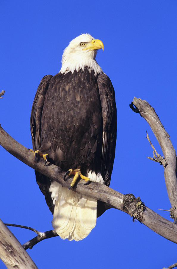 Bald Eagle Perched Bald Eagle Perched