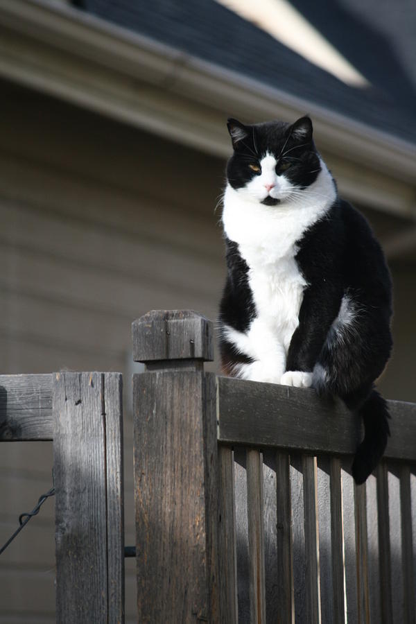 cat perched