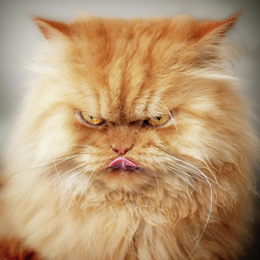 persian-cat-looking-angry-hulya-ozkok.jpg