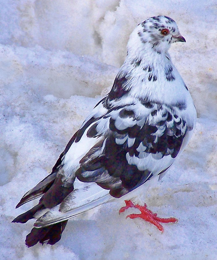  - pigeon-on-ice-1-john-selmer-sr