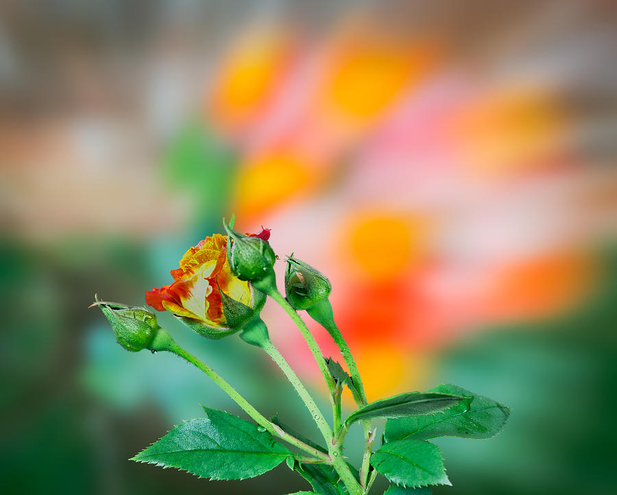 Climbing Pinata Rose