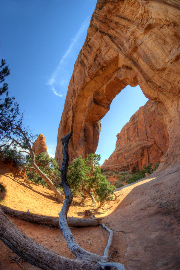 Pine Tree Arch