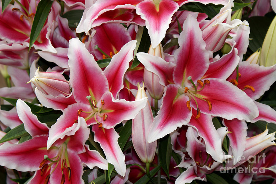 pink and white lilies photograph by erica sauder pink and white lilies photograph by erica sauder
