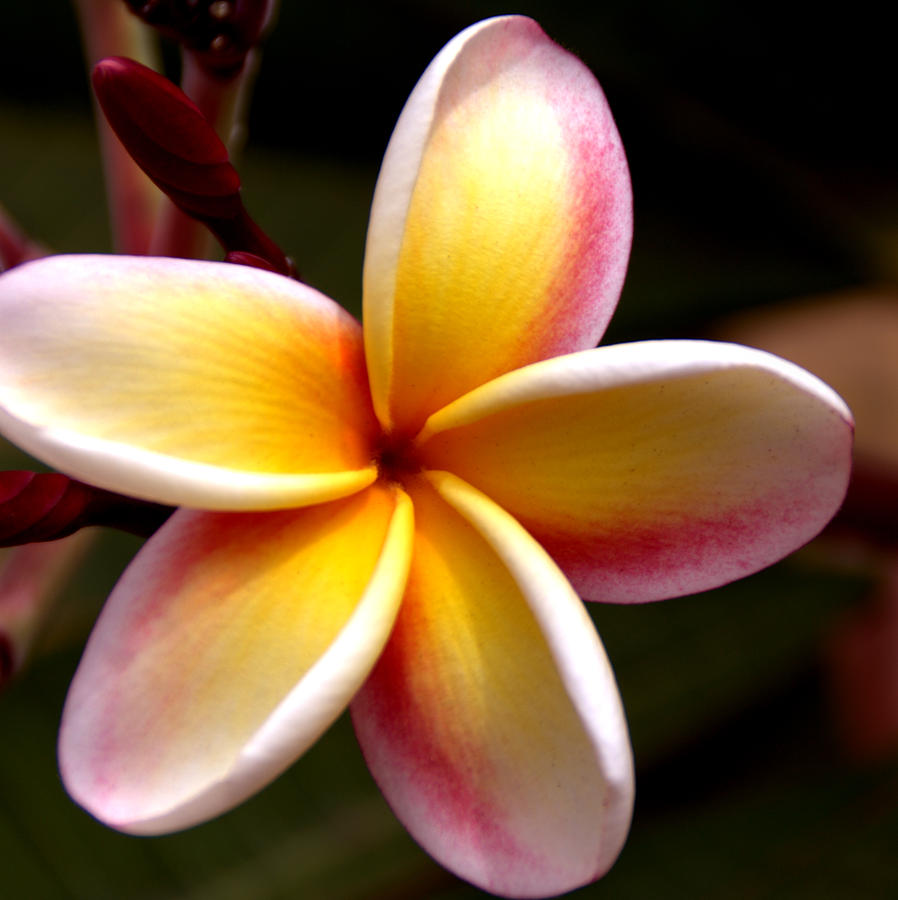 Yellow Plumeria