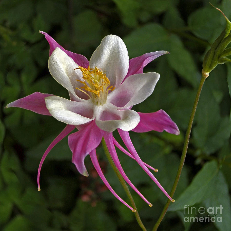 columbine flower pics