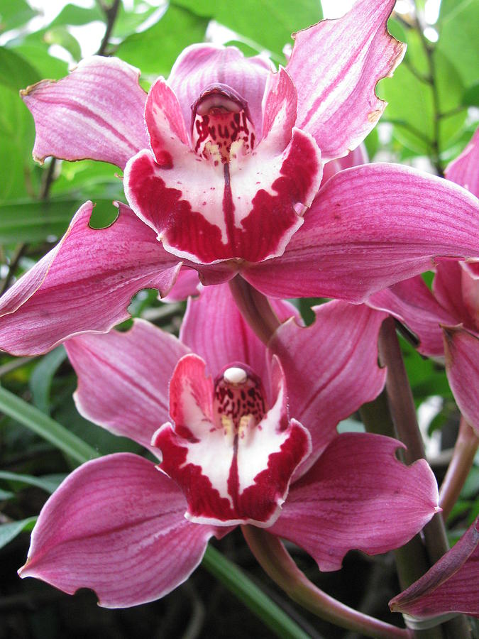 Pink Cymbidium Orchids By Alfred Ng