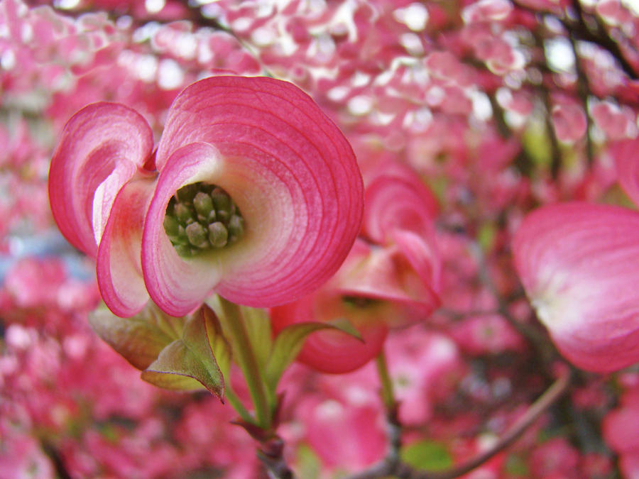 Pink Dogwood Flower