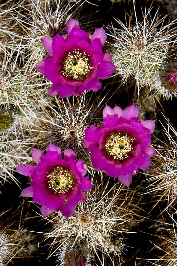 Pink-flower Hedgehog Cactus By Tim Laman