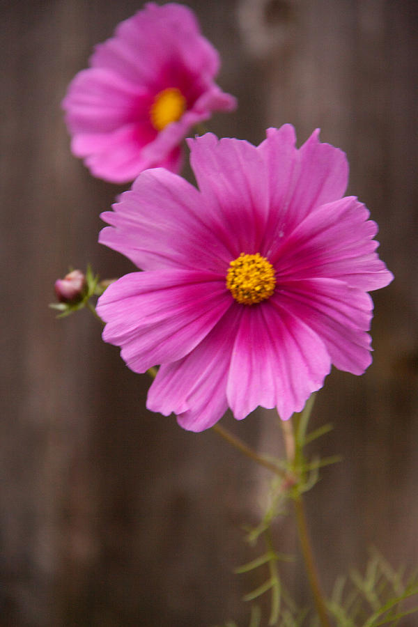 Pink Flowers And Wood Photograph