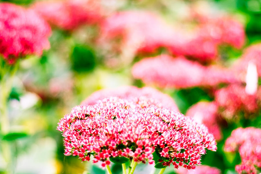  - pink-flowers-birgitta-forsberg