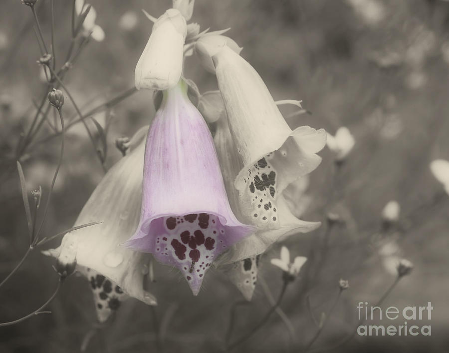 Pink Foxglove