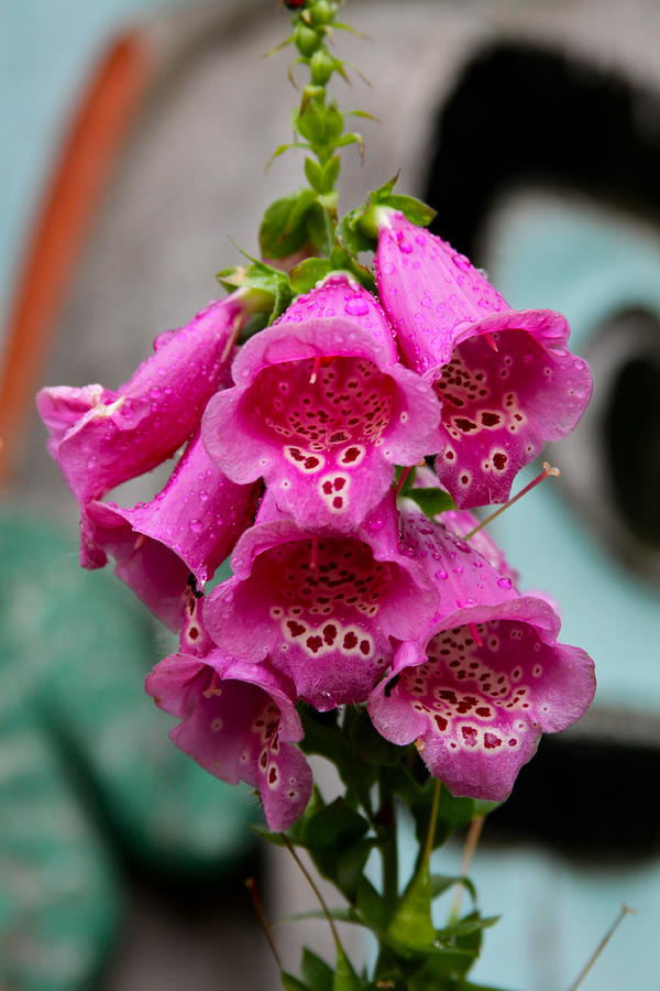 Pink Foxglove