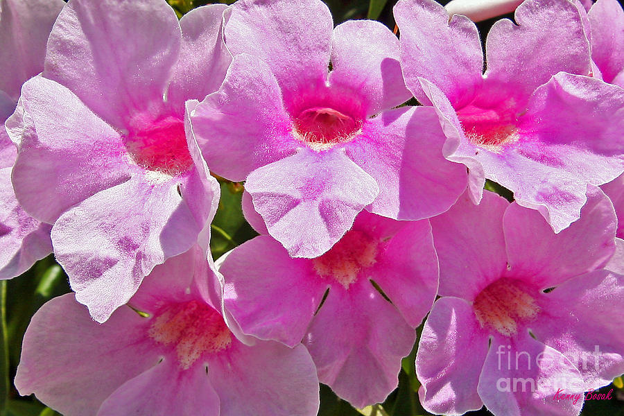 Pink Fuschia Flowers