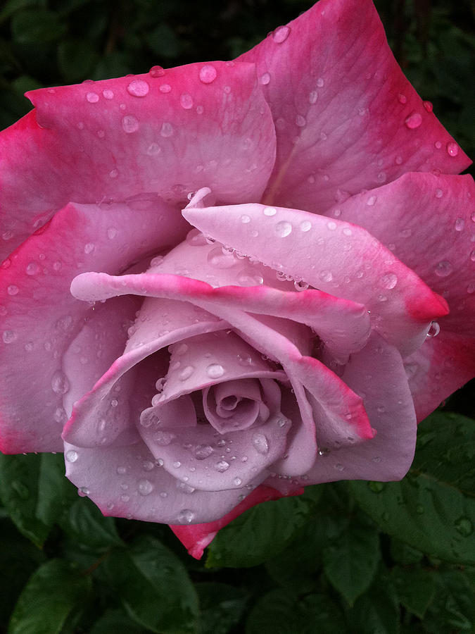 - pink-rose-after-rain-diane-barrett