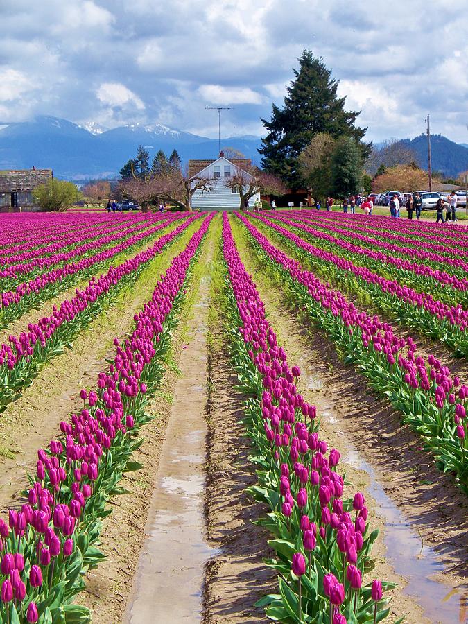  - pink-spring-tulips-marilyn-lyon
