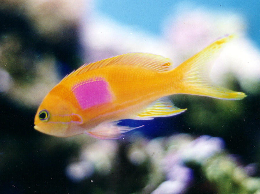  - pink-square-anthias-steve-heit-