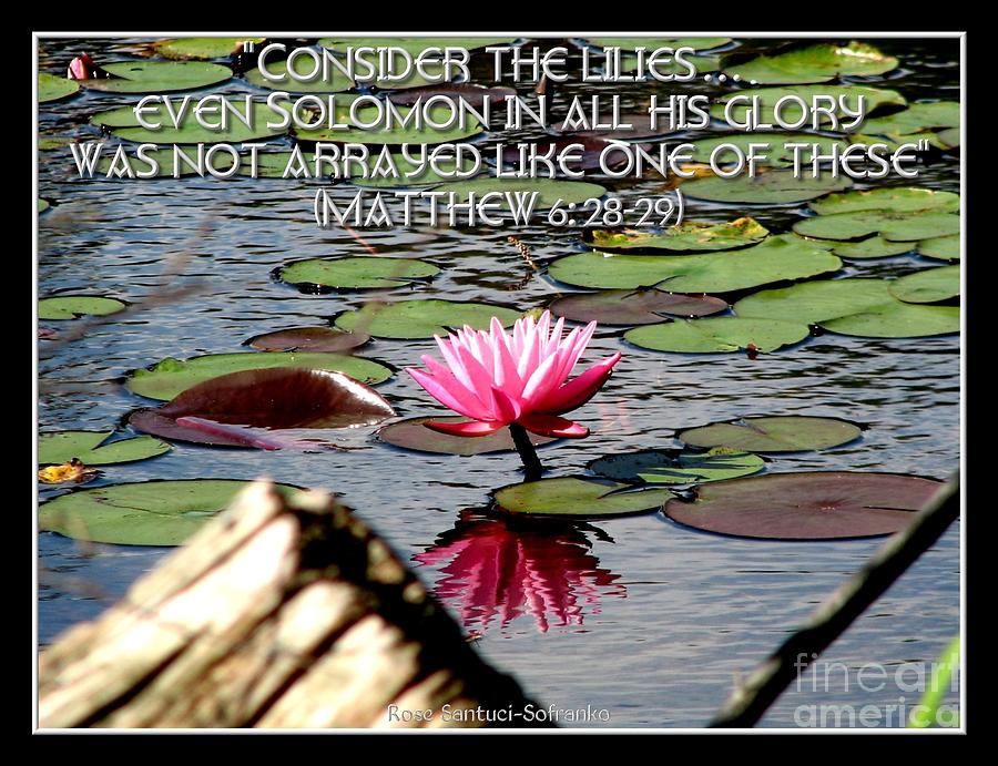 quotes-about-water-lilies-quotesgram