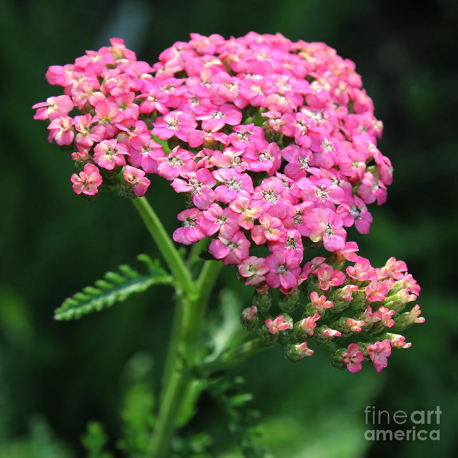 Pink Yarrow Photograph by Marjorie Imbeau